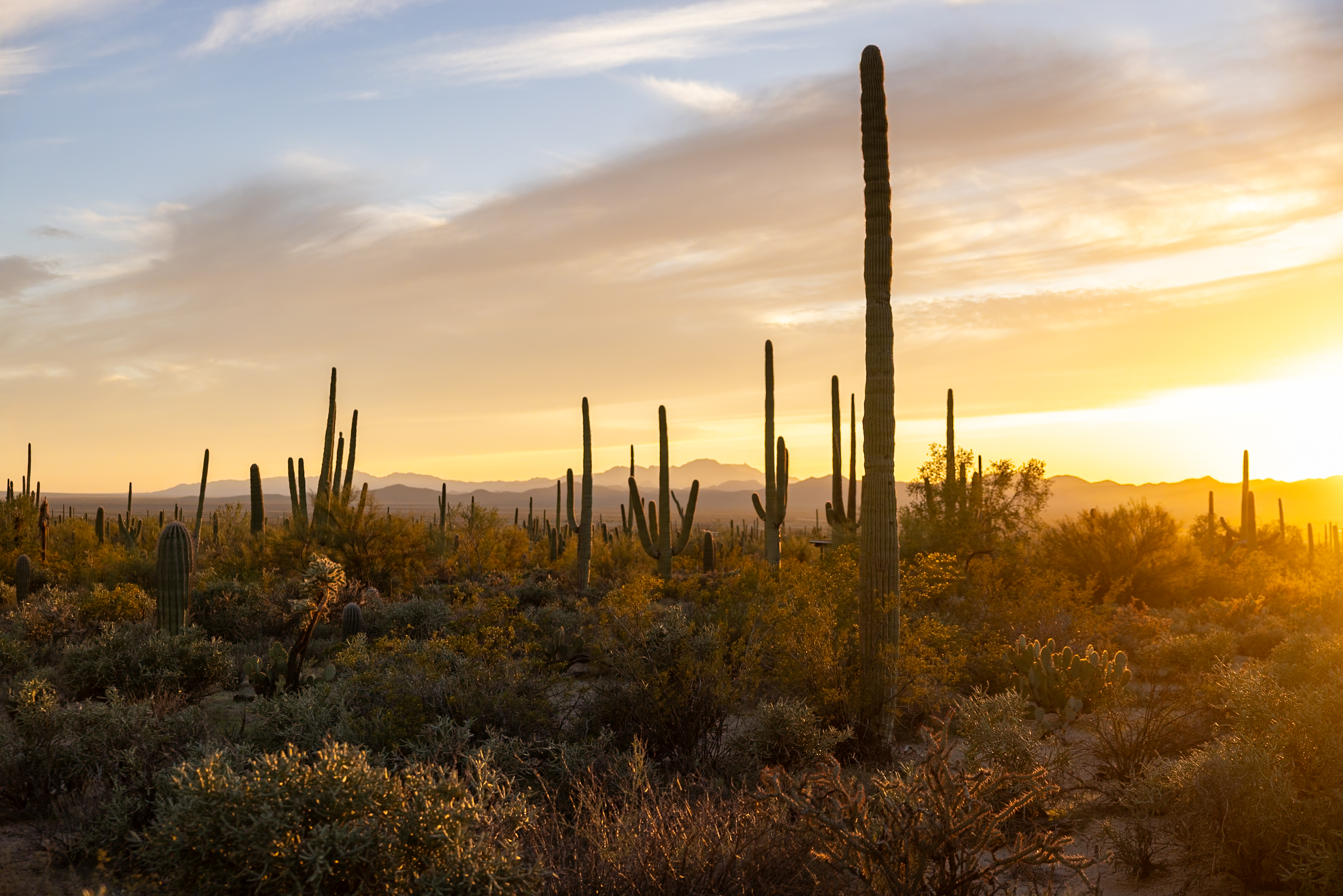 11 Best Things to Do in Saguaro National Park (Free & Paid)