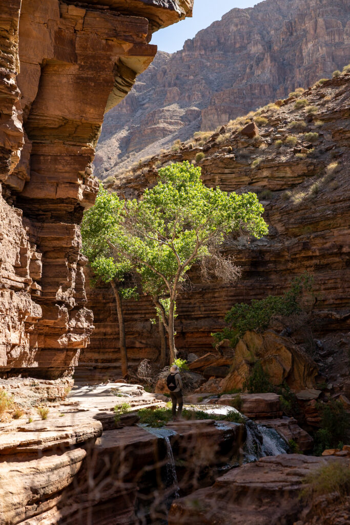 Hiker standing beneath a Cottonwood tree in a narrow canyon alcove with red rock walls, a small stream, and canyon cliffs visible in the background