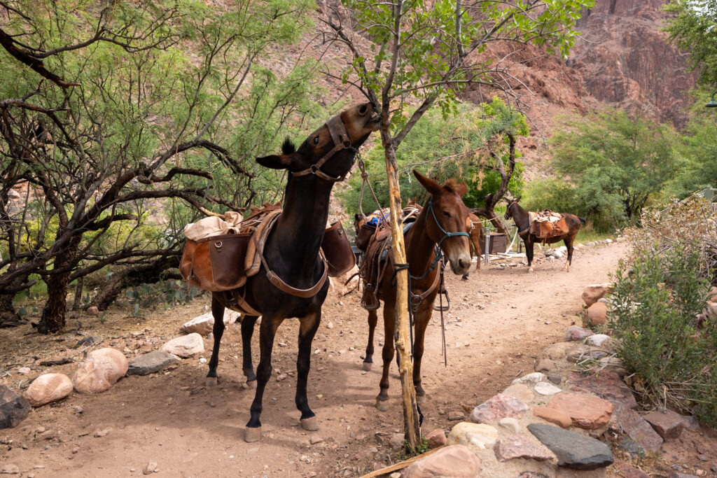 Mules tied to a tree on a dirt trail at Phantom Ranch in the Grand Canyon, with canyon walls visible in the background