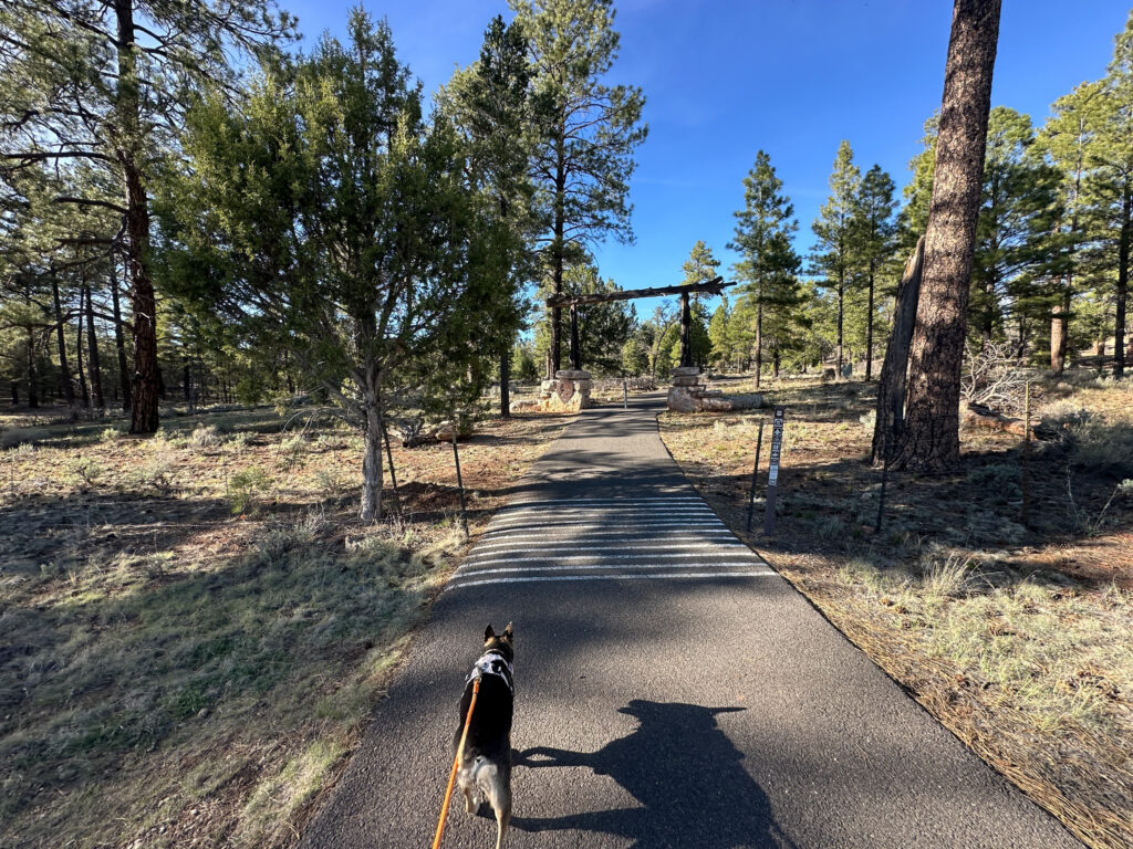 Dog on a paved trail through a pine forest with dappled shade from tall trees overhead