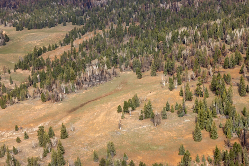 Aerial view of the North Rim landscape with scattered conifer forest and a herd of bison grazing in an open meadow