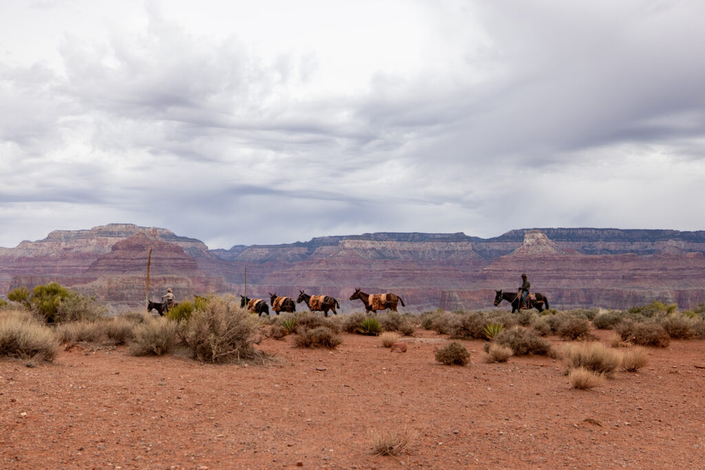 Mule train with riders traveling across the South Kaibab Trail with layered canyon formations in the background