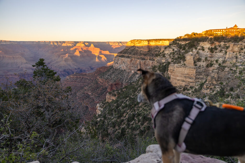 Dog gazing at the Grand Canyon at sunset, with golden light illuminating the canyon walls and a historic building visible on the rim