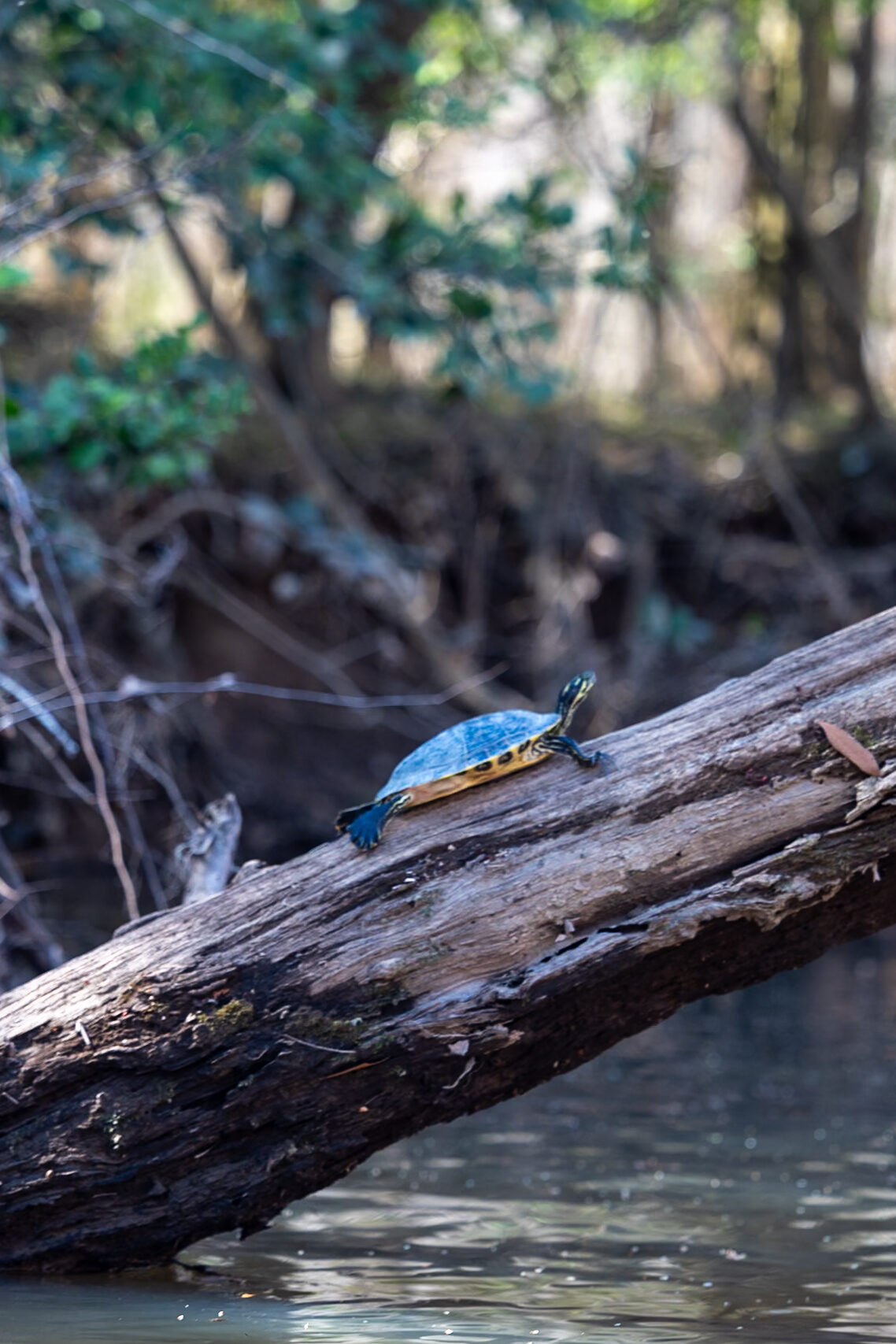 Turtle with blue and yellow shell basking on a fallen log in Cedar Creek at Congaree National Park