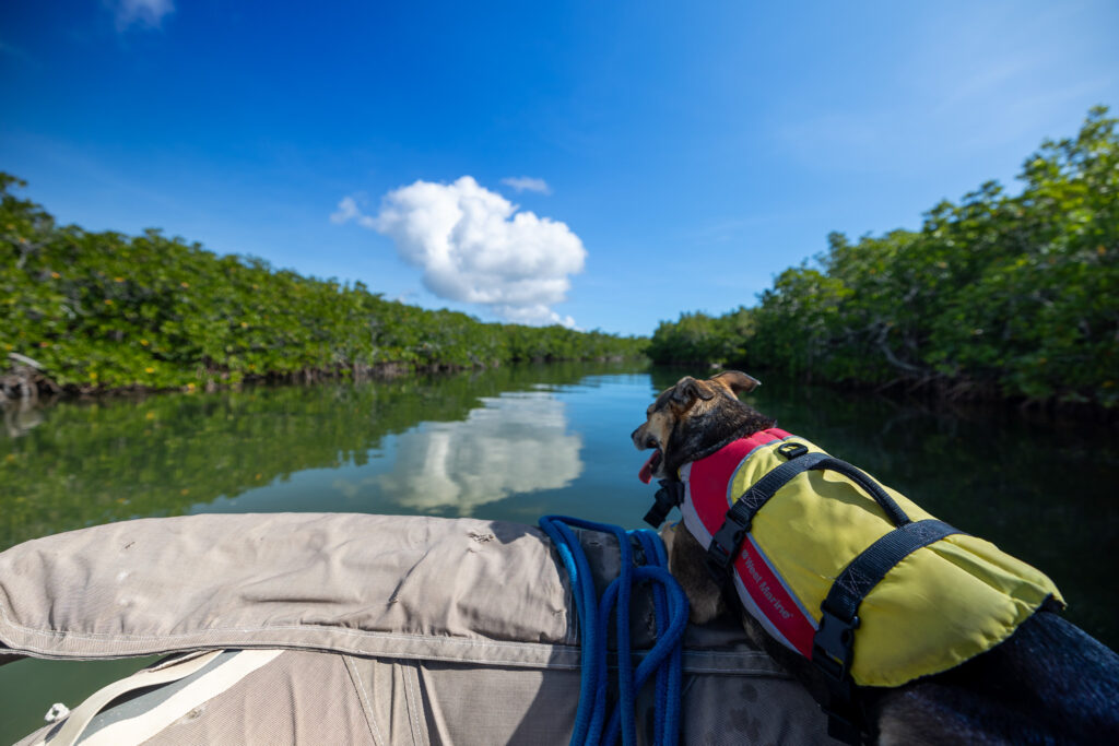 Ollie, the dog, living on a boat looking out over the water
