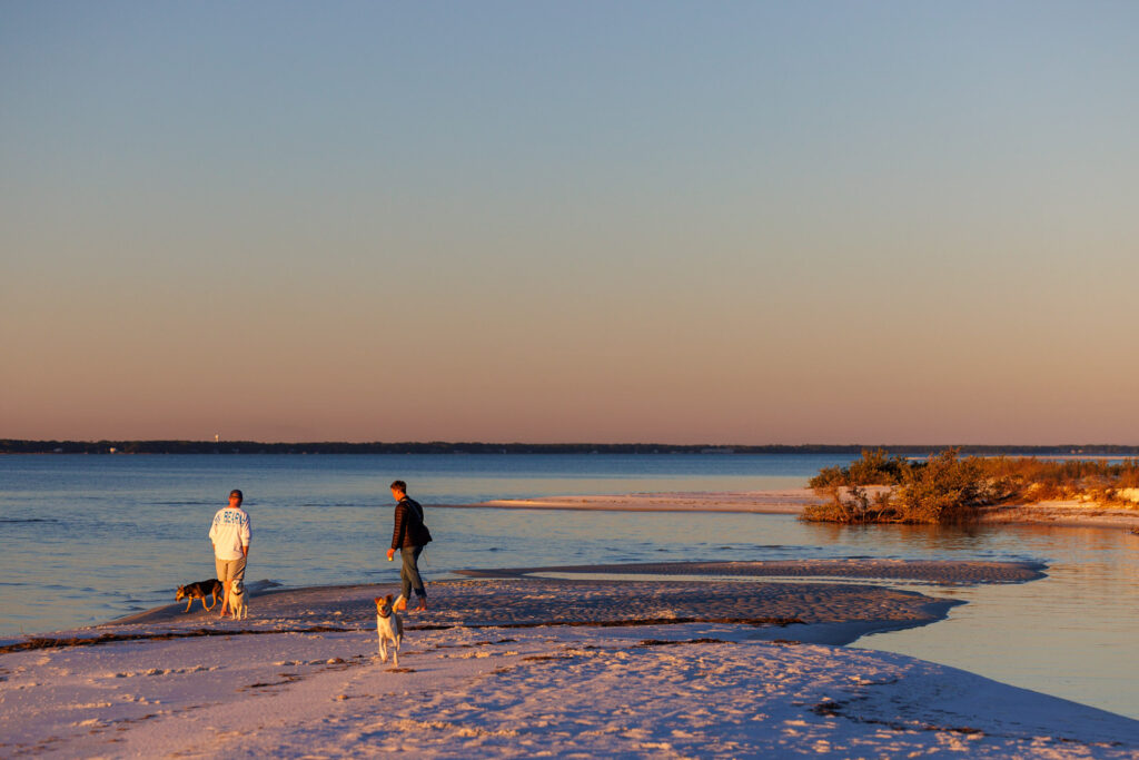 dogs running along the beach along the big bend in Florida
