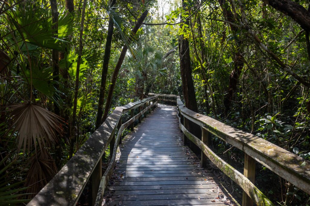 Wooden boardwalk winding through a dense hardwood hammock forest with tall trees, gumbo-limbo trees, and air plants creating a shaded canopy overhead