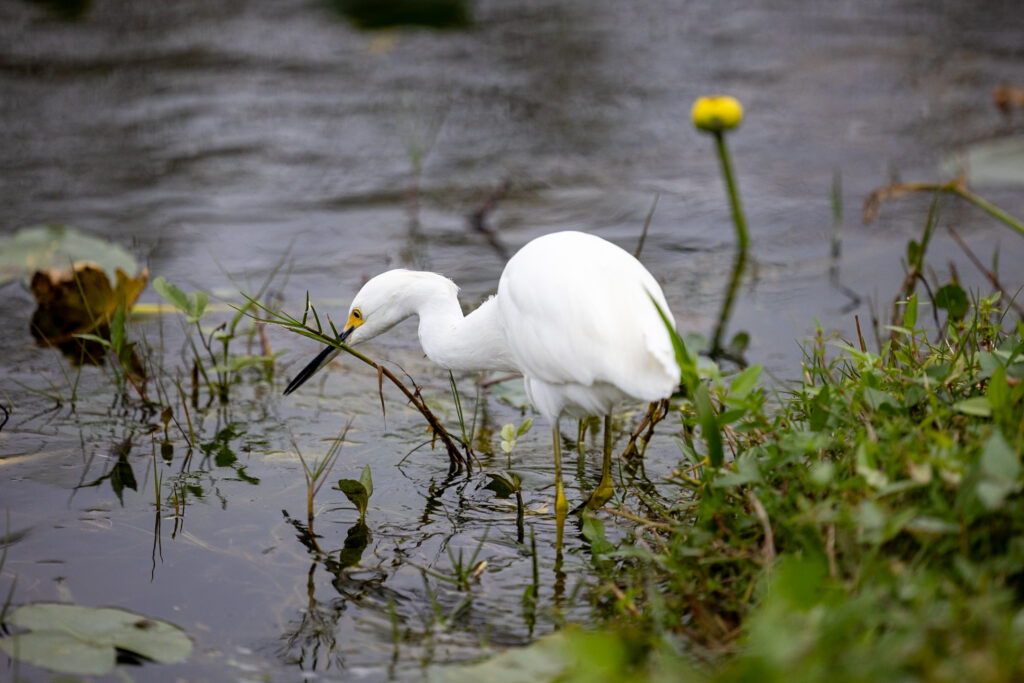 White egret wading in shallow water among marsh vegetation in Everglades National Park