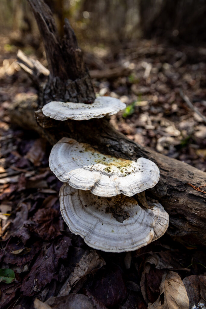 White shelf fungi growing on a dark tree trunk on the Kingsnake Trail