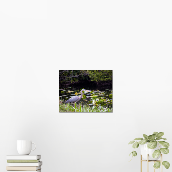 Great Blue Heron, Everglades National Park - Image 2